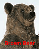 brounbear