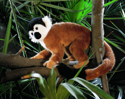 monkey