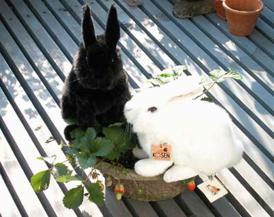 hopps